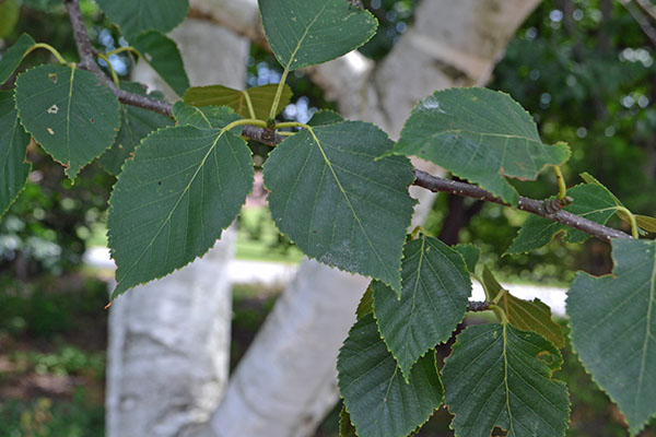 <p>Paper Birch</p>