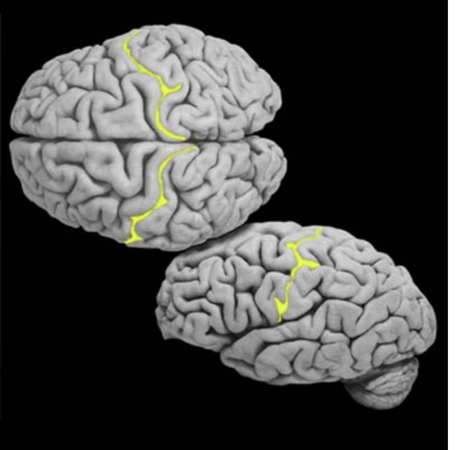 <p>Central Sulcus</p>