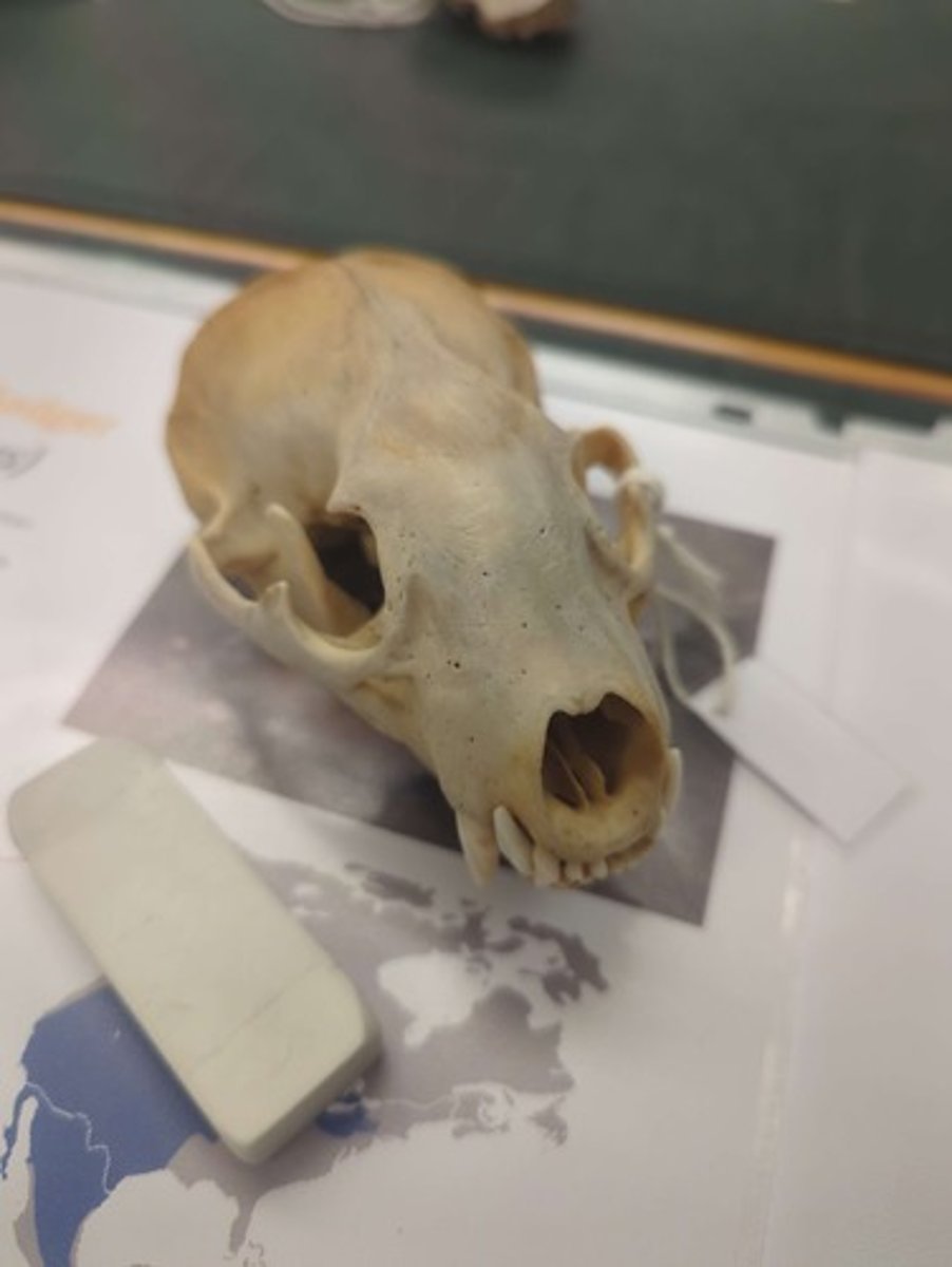 <p>What animal is this? Answer with "Skull" after animal name.</p>