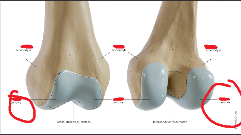 <p>Origin: gastrocnemius (lateral head;lateral aspect of condyle) &amp; popliteus (lateral surface of condyle)</p>