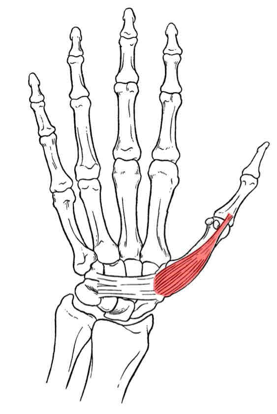 <p>Abductor Pollicis Brevis</p>