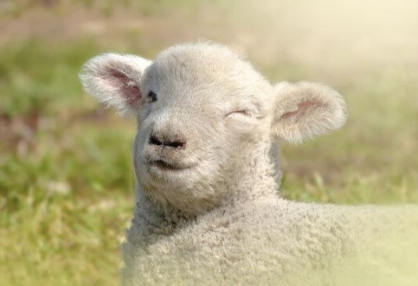 <p>What is the scientific name for sheep?</p>