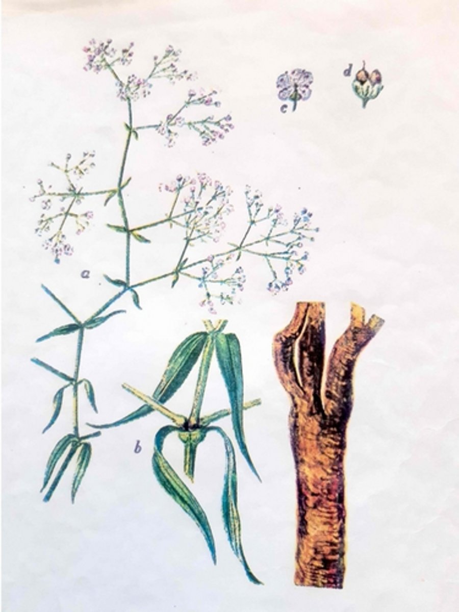 knowt flashcard image