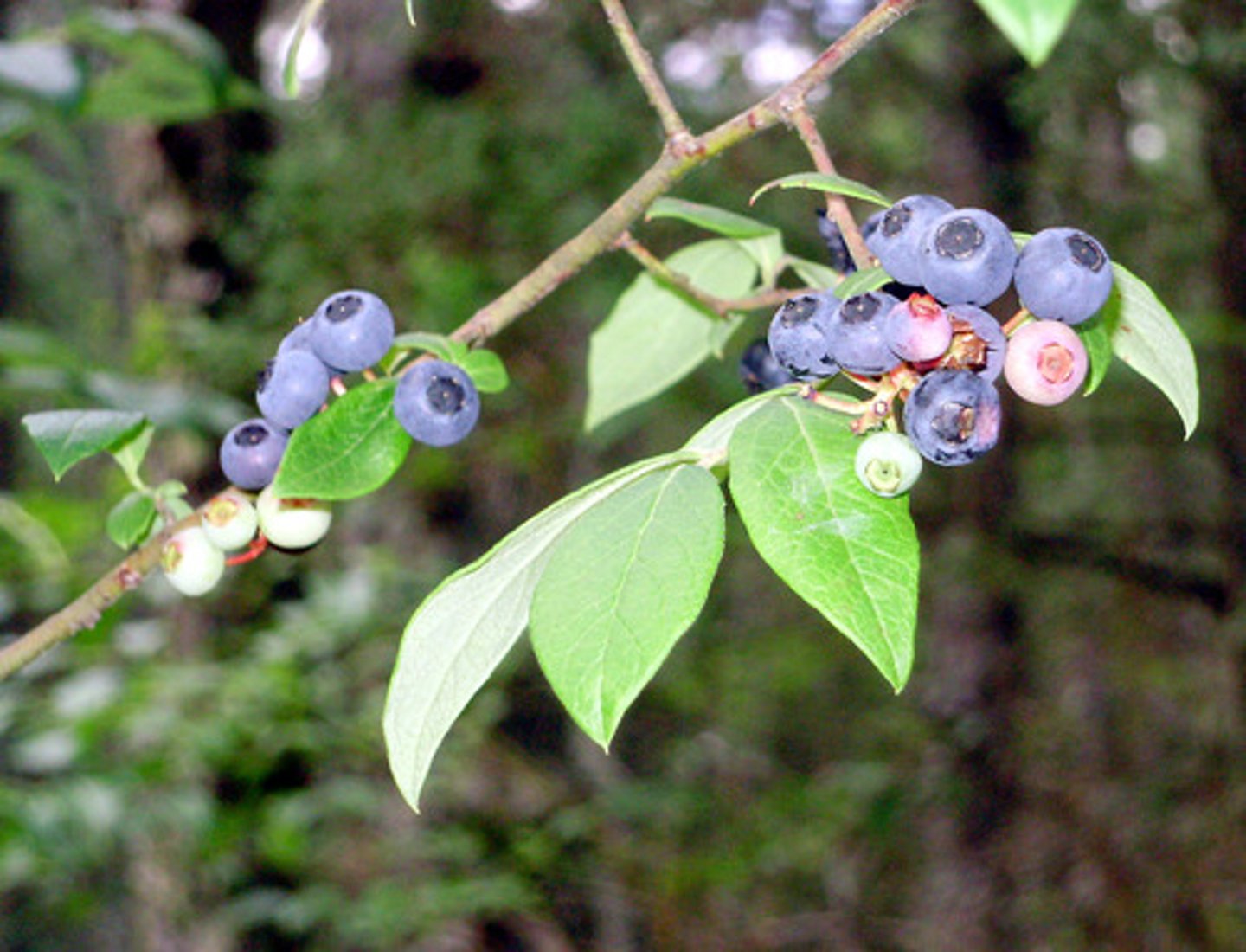<p>A deciduous, densely-growing shrub with elliptical glossy green small leaves.</p>