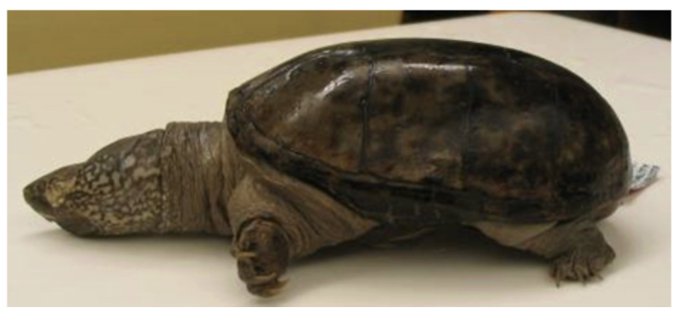<p>eastern mud turtle</p>