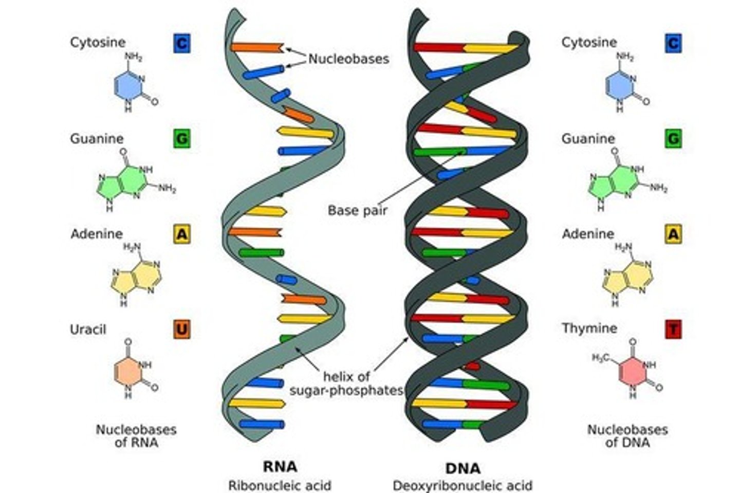 <p>RNA is single-stranded, contains ribose sugar, and uses uracil (U) instead of thymine (T).</p>