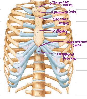 <p>The midportion.</p><p> It forms the bulk of the sternum. </p><p>It has notches for articulation with 2nd to 7th ribs.</p>