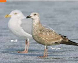 <p><span><span>Larus argentatus </span></span></p>