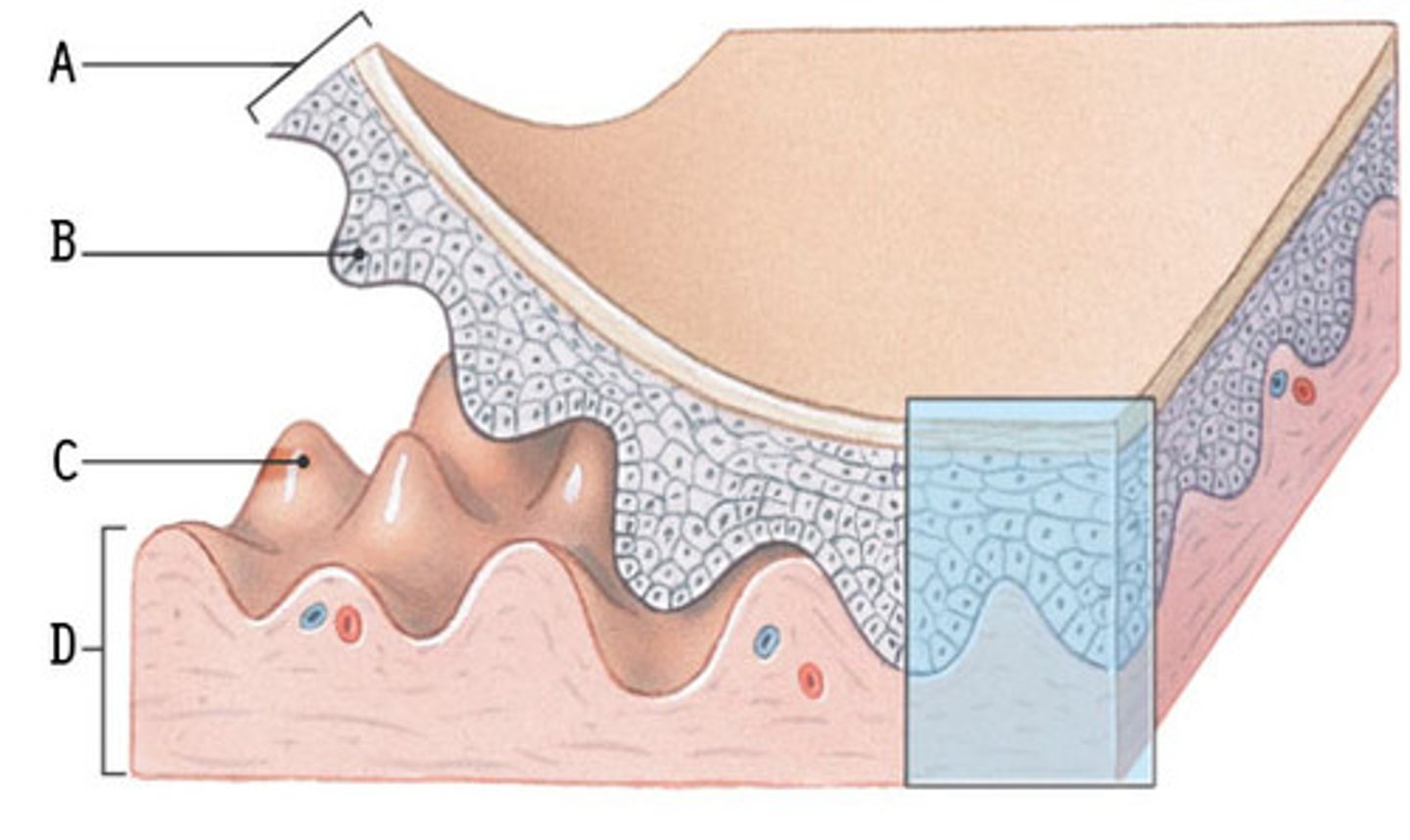 <p>the nipple looking protrusions</p>