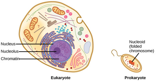 A cell which is 10-100 times bigger than a bacterial cell