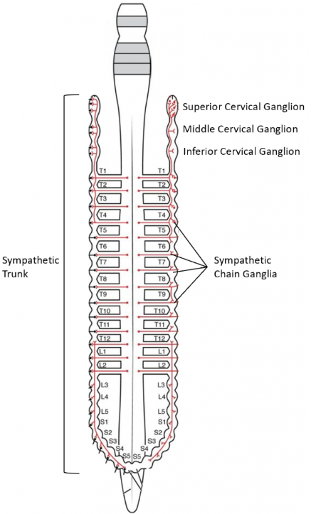 <p>Where do sympathetic division fibers originate from?</p>
