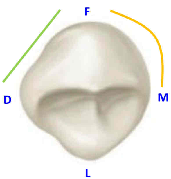 <p>from the <strong>incisal view,</strong> what is the shape of the distal portion of the facial/labial outline </p>