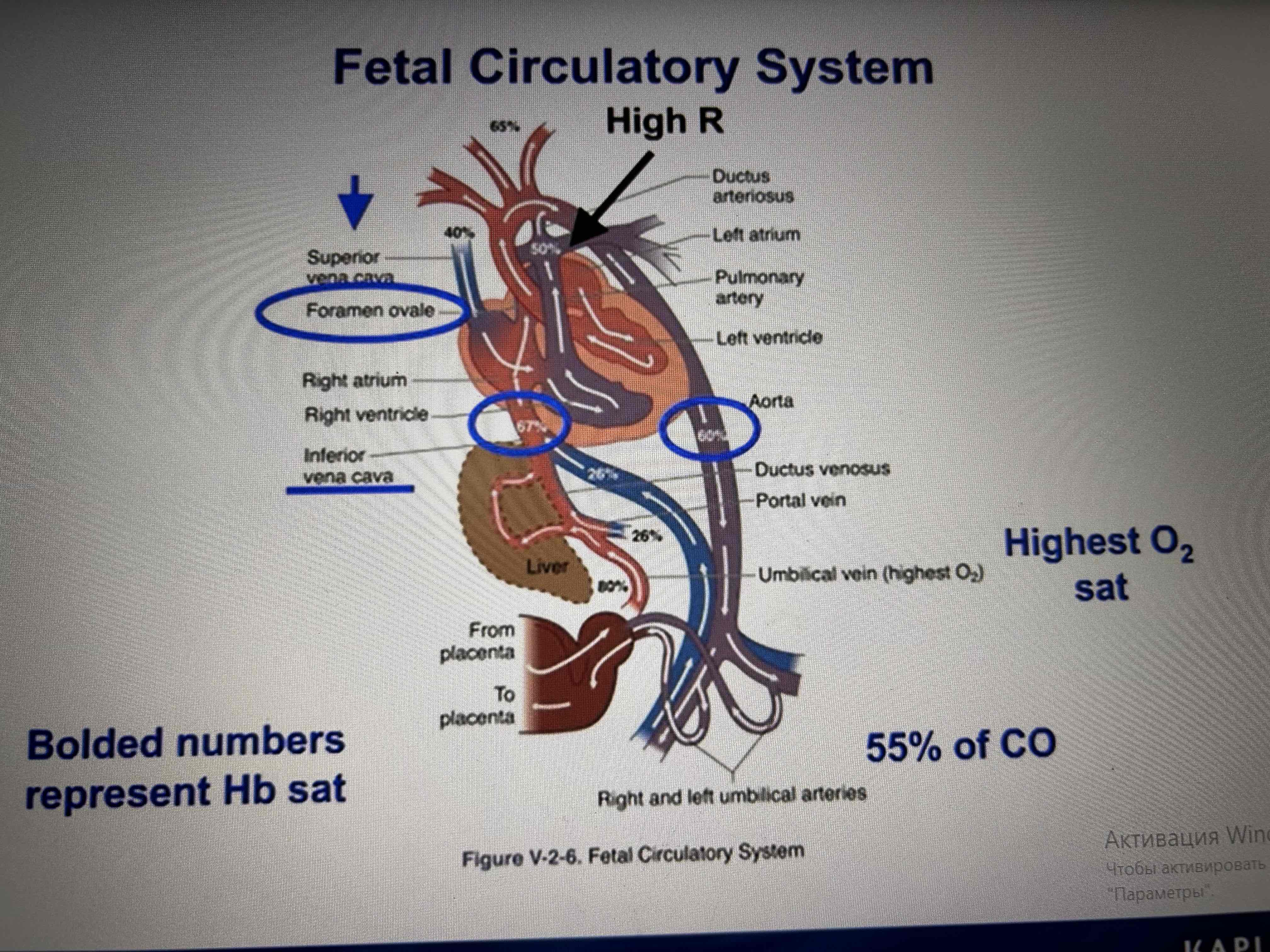 <p>55% of CO goes to the umbilical cord, highest O2</p><p>Fetal Hb has a very hight affinity to O2</p>