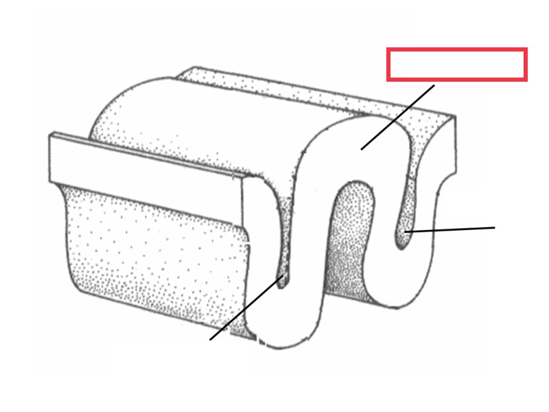 ridge formed by convolutions on the surface of the cerebrum or cerebellum