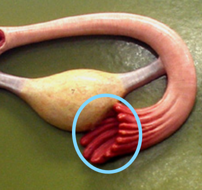 <p>Fimbriae</p>