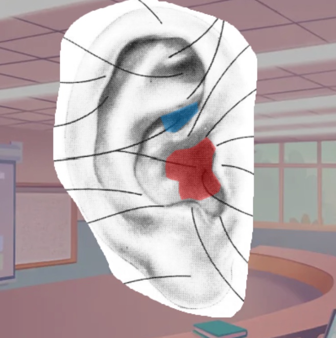 <p>What is the red shaded part of the pinna called</p>
