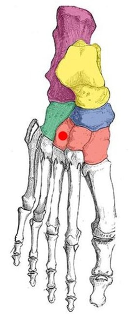 <p>ID bone with red dot</p>