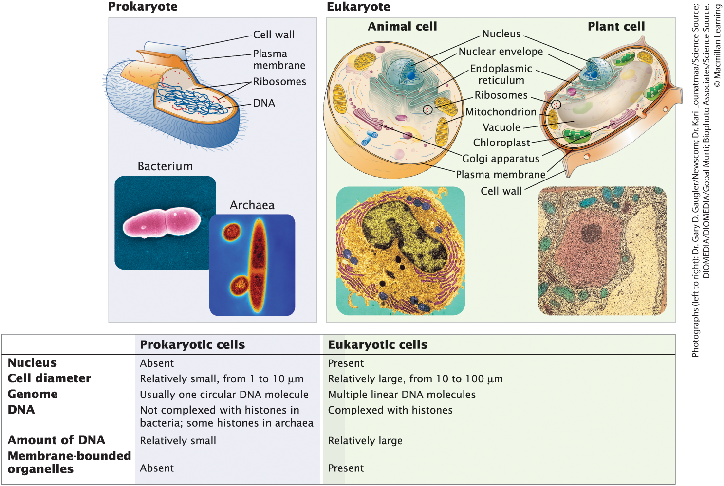 <p>Nucleus, plasma membrane, cytoplasm, ribosomes, mitochondria, endoplasmic reticulum, Golgi apparatus, chloroplast (plant), cell wall (plant), vacuole (plant)</p>