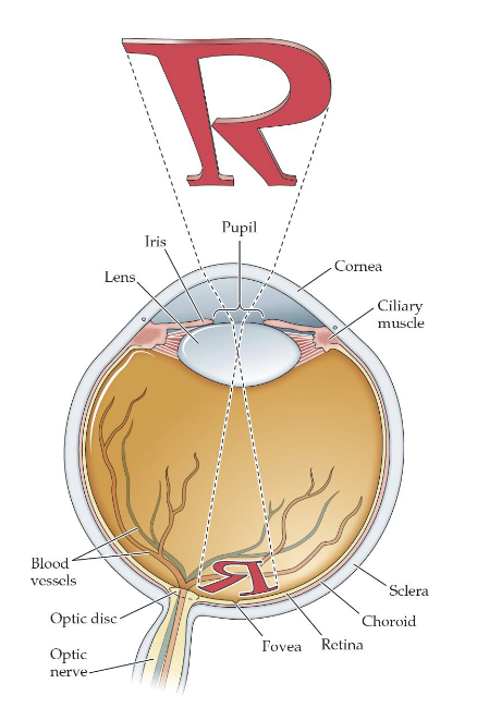 <p>Cornea = transparent outer layer of the eye, whose curvature is fixed</p><p>Pupil = the aperture, formed by the iris, that allows light to enter the eye </p><p>Iris = circular structure that provides an opening to form the pupil </p><p>Lens = structure that helps the focus an image on the retina </p><p>Ciliary muscle = controls the shape of the lens </p><p>Accommodation = process of focusing by the ciliary muscles and lens </p><p>Retina = the receptive surface inside the eye that contains photoreceptors and other neurons </p>