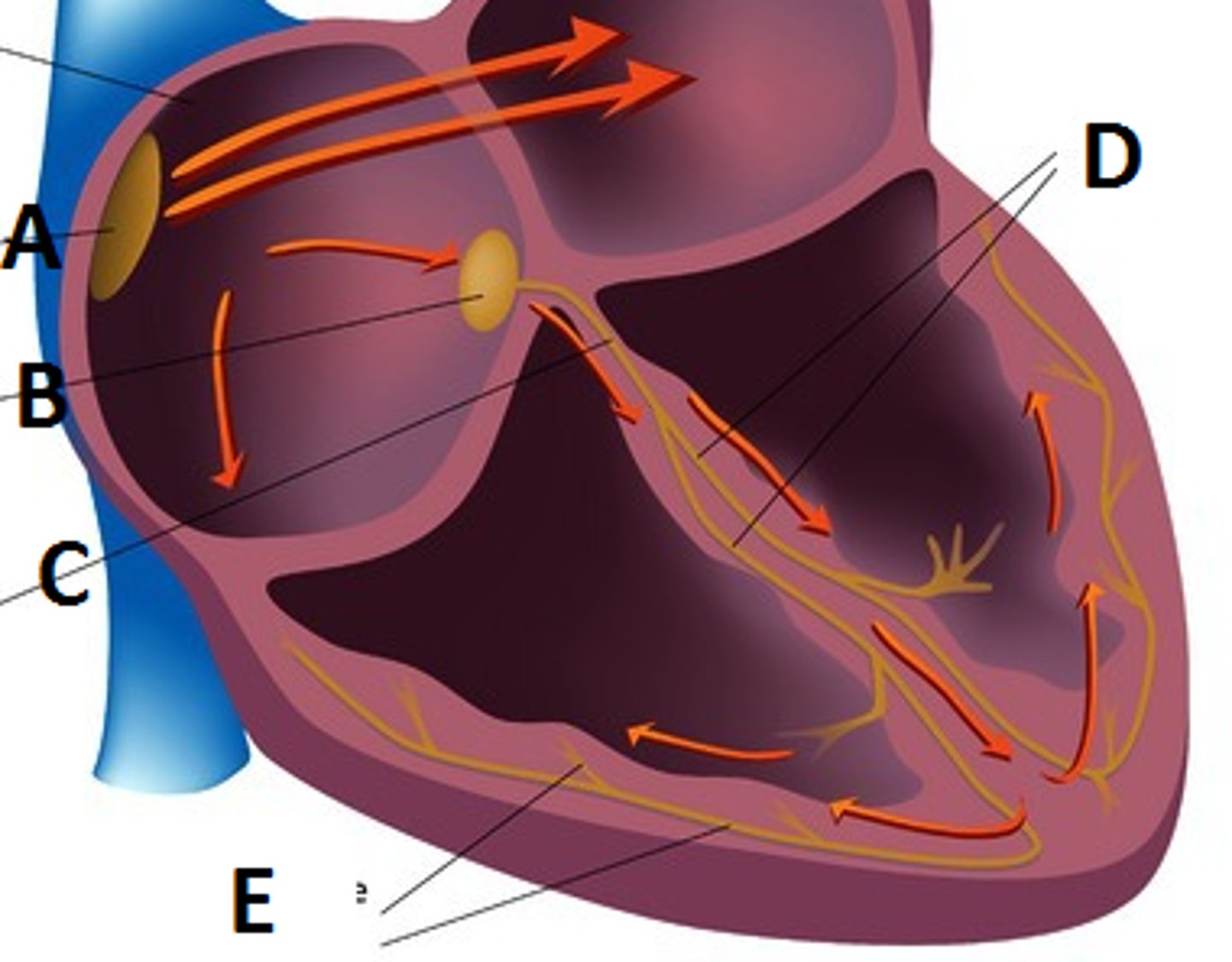 <p>C</p>