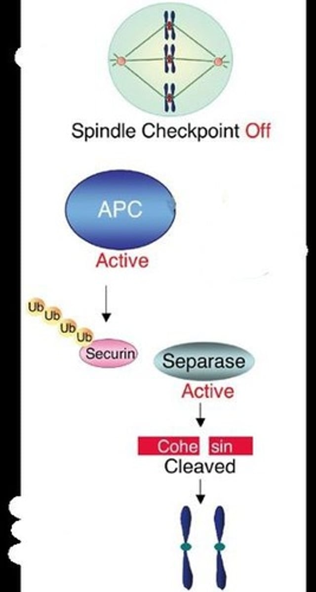 <p>APC activates separase, which catalyzes the hydrolysis of cohesins, allowing sister chromatids to separate.</p>