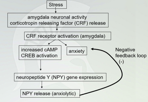 <p>Stress Pathway (with negative feedback loop (-) </p>