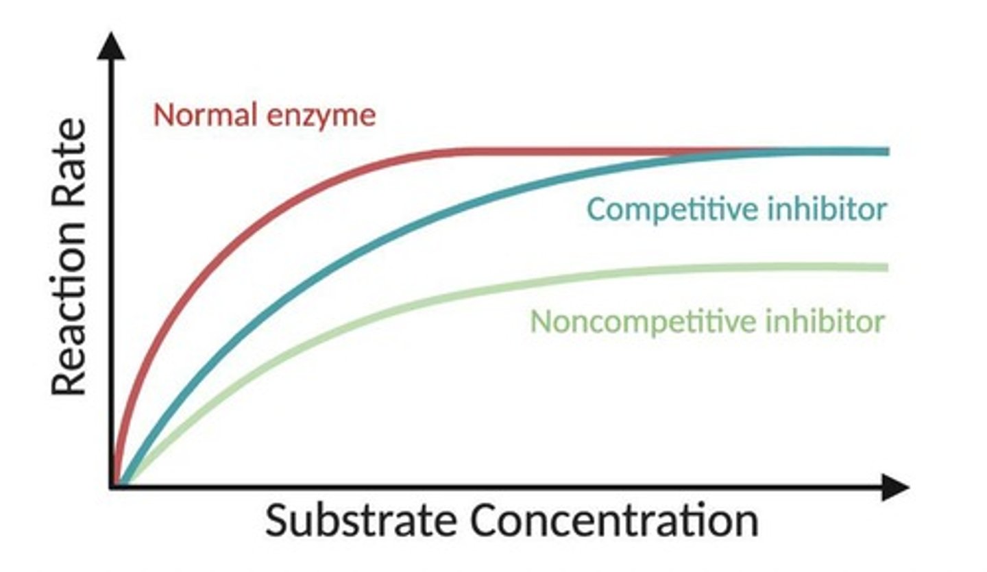 <p>A type of inhibition where an inhibitor mimics the substrate and binds to the active site, preventing substrate binding.</p>