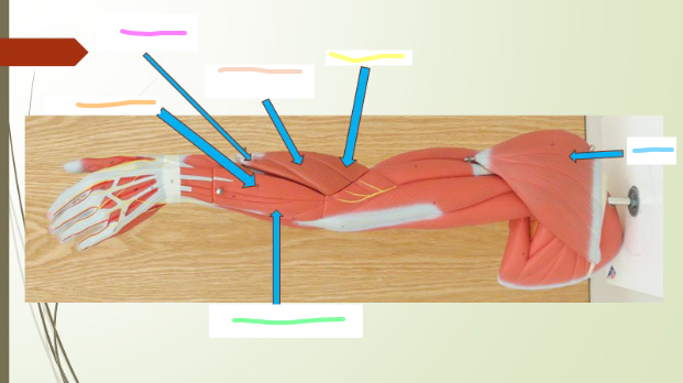 <p>Deltoid</p>