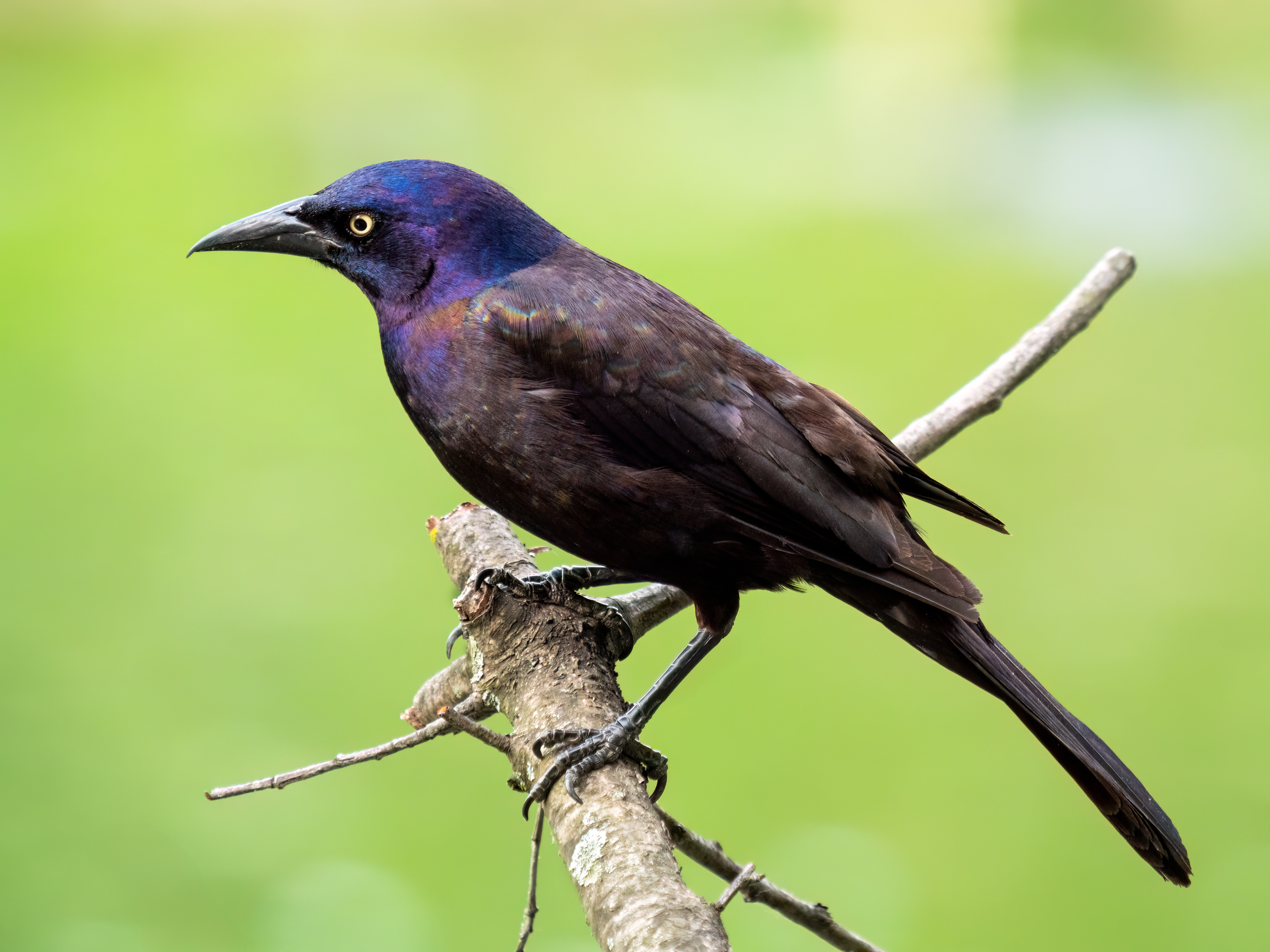<p>What bird is this?</p>