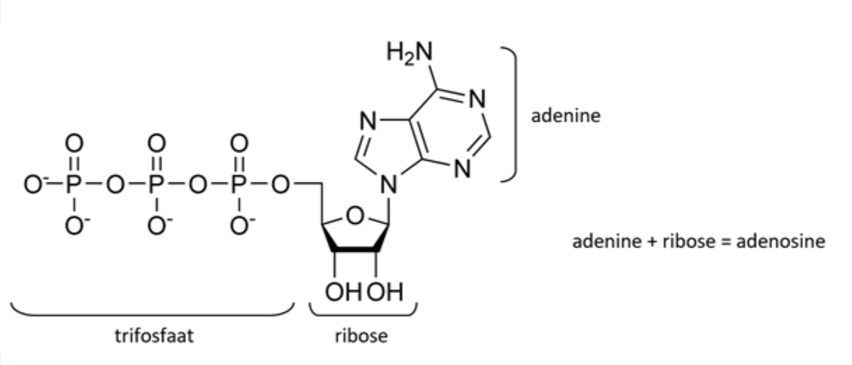 <p>Wat is de functie van ATP in de cel?</p>