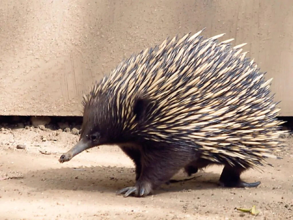 <p>Echidna family; subclass Prototheria</p>