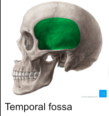 <p>Shallow depression/ recess in bone surface</p>