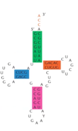 <p>Label the structures of this RNA</p>