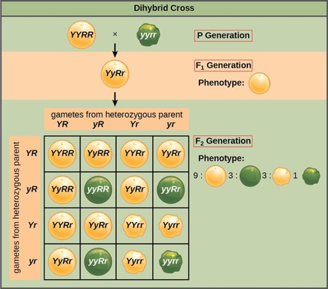 <p>A tool used to predict the probability of genetic crosses.</p>