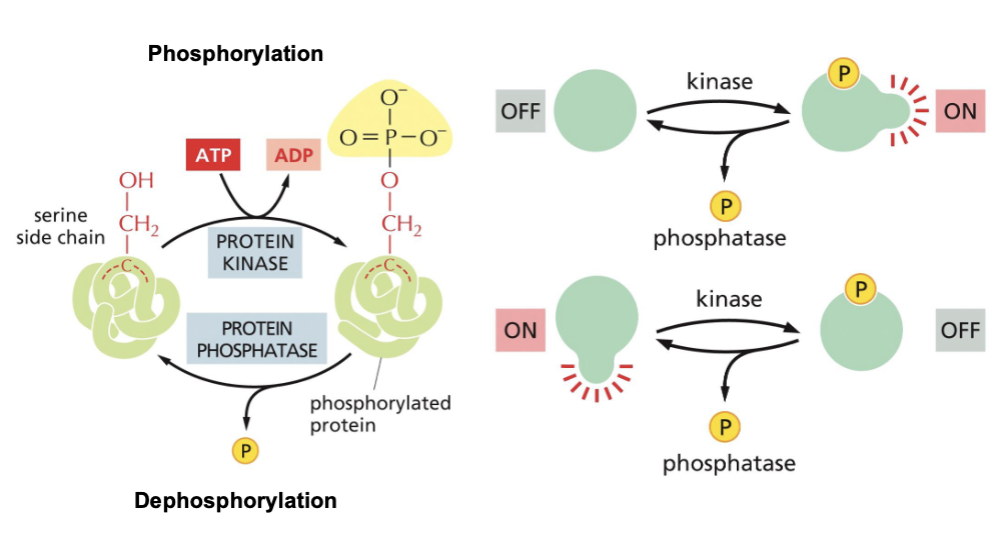 <p>Proteins are modified by phosphorylation</p>