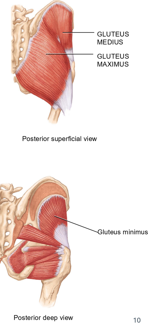 <p>Gluteal muscles (3) + Movements</p>