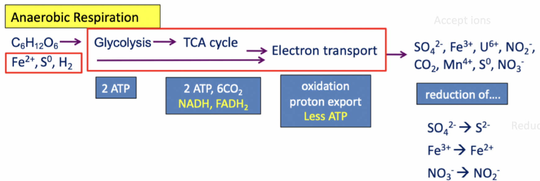anaerobic respiration
