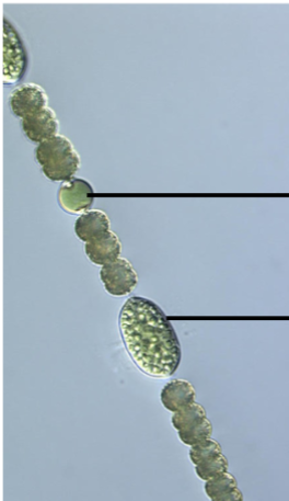 <p>What genus is this cyanobacteria?</p>