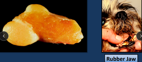 <ul><li><p><span>A<strong> genetic condition </strong>affecting young, growing dogs, primarily in Terrier breeds</span></p></li><li><p><span><strong>bony overgrowth in the jaw</strong>, and Fibrous Osteodystrophy</span></p></li><li><p><span><strong>metabolic disorder, often due to kidney failure and secondary hyperparathyroidism</strong>, which causes the<strong> jawbone to soften and expand</strong></span></p></li></ul><p></p>