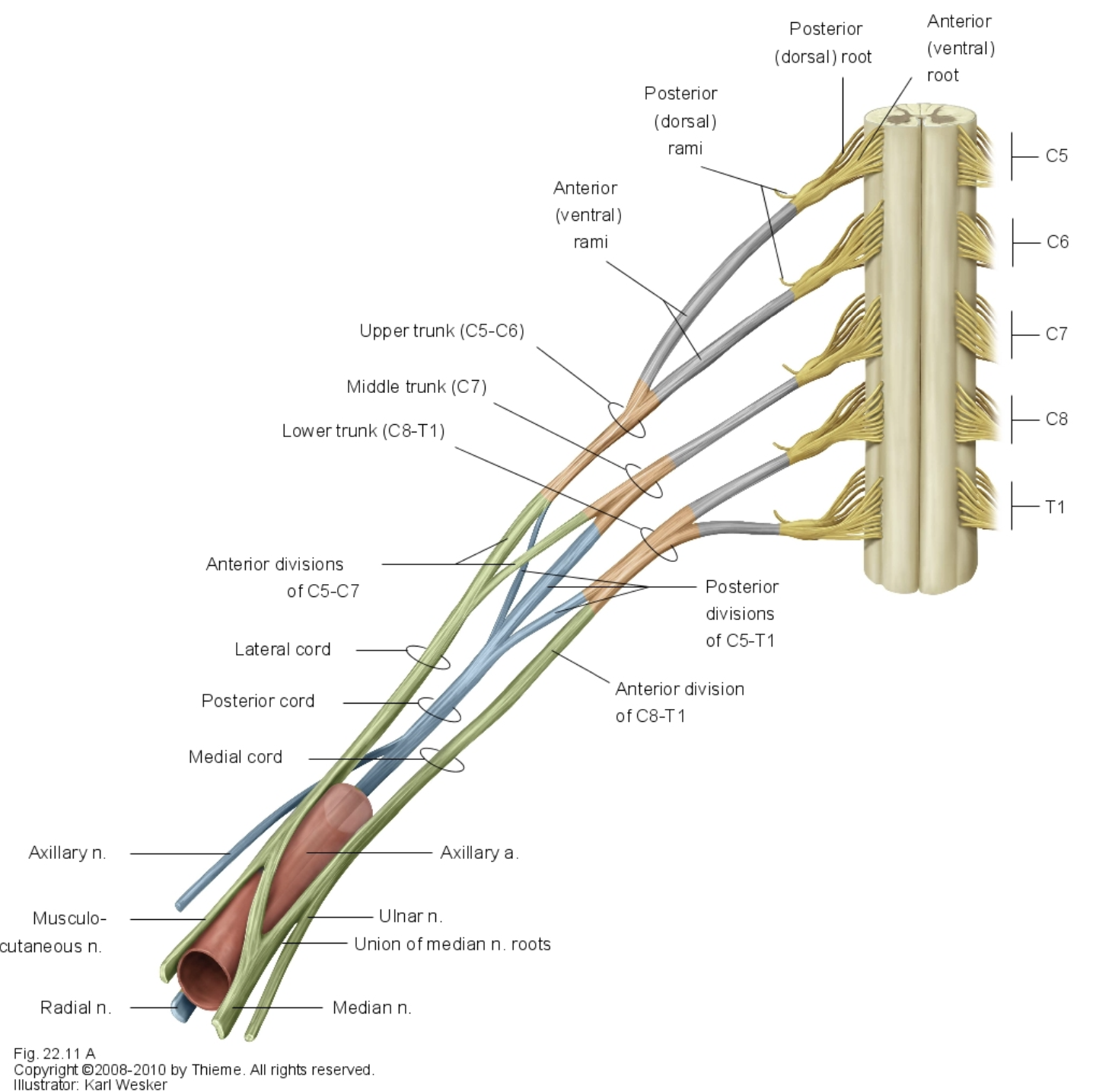 <ul><li><p>Musculocutaneous nerve</p></li><li><p>Axillary nerve</p></li><li><p>Radial nerve</p></li><li><p>Median nerve</p></li><li><p>Ulnar nerve</p></li></ul><p></p>