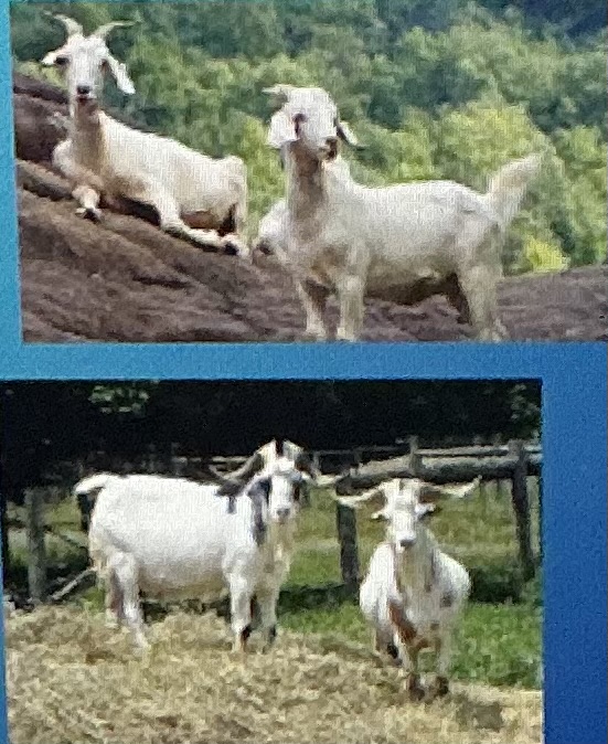 <p>Meat; </p><p>Crossbreeding feral does, moderate frame, originated in new zealand</p>