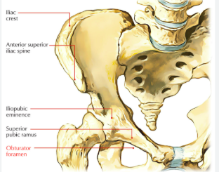 <p>the hole of the hip bone </p>