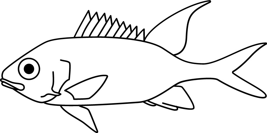 <p>Gill spine<br>Upright second dorsal fin<br>Size: 15 cm</p>