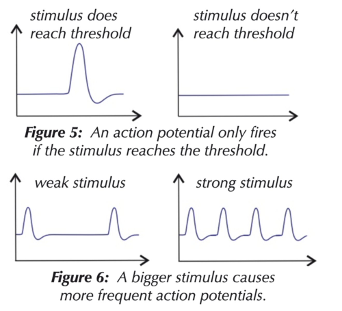<p>1. ensures action potentials are propagated in only ONE DIRECTION</p><p>2. produces DISCRETE impulses so action potentials can't form immediately after one another</p><p>3. LIMITS number/frequency of action potentials to prevent overreaction to a particularly strong stimulus</p>