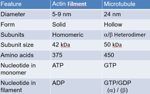 <ul><li><p>9×3 microtubule array</p></li><li><p>0.2um x 0.4 um (diameter x length)</p></li><li><p>basal bod7«centriole» centrosome</p></li></ul><p></p>