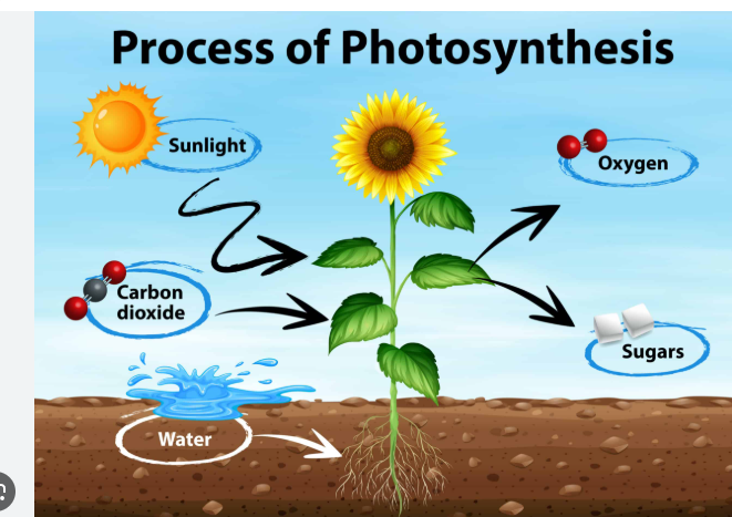 <p>Metabolic process that<strong> uses light energy to fix inorganic carbon dioxide</strong> (CO2) i<strong>nto organic compounds</strong> ( sugar) This may <strong>produce oxygen gas</strong> (Depends on the photosynthetic pathway) </p><p>organisms that use it ex:<strong><mark data-color="green" style="background-color: green; color: inherit"> </mark></strong><span><strong><mark data-color="green" style="background-color: green; color: inherit">plants, algae, and certain types of bacteria called cyanobacteria</mark></strong></span></p>