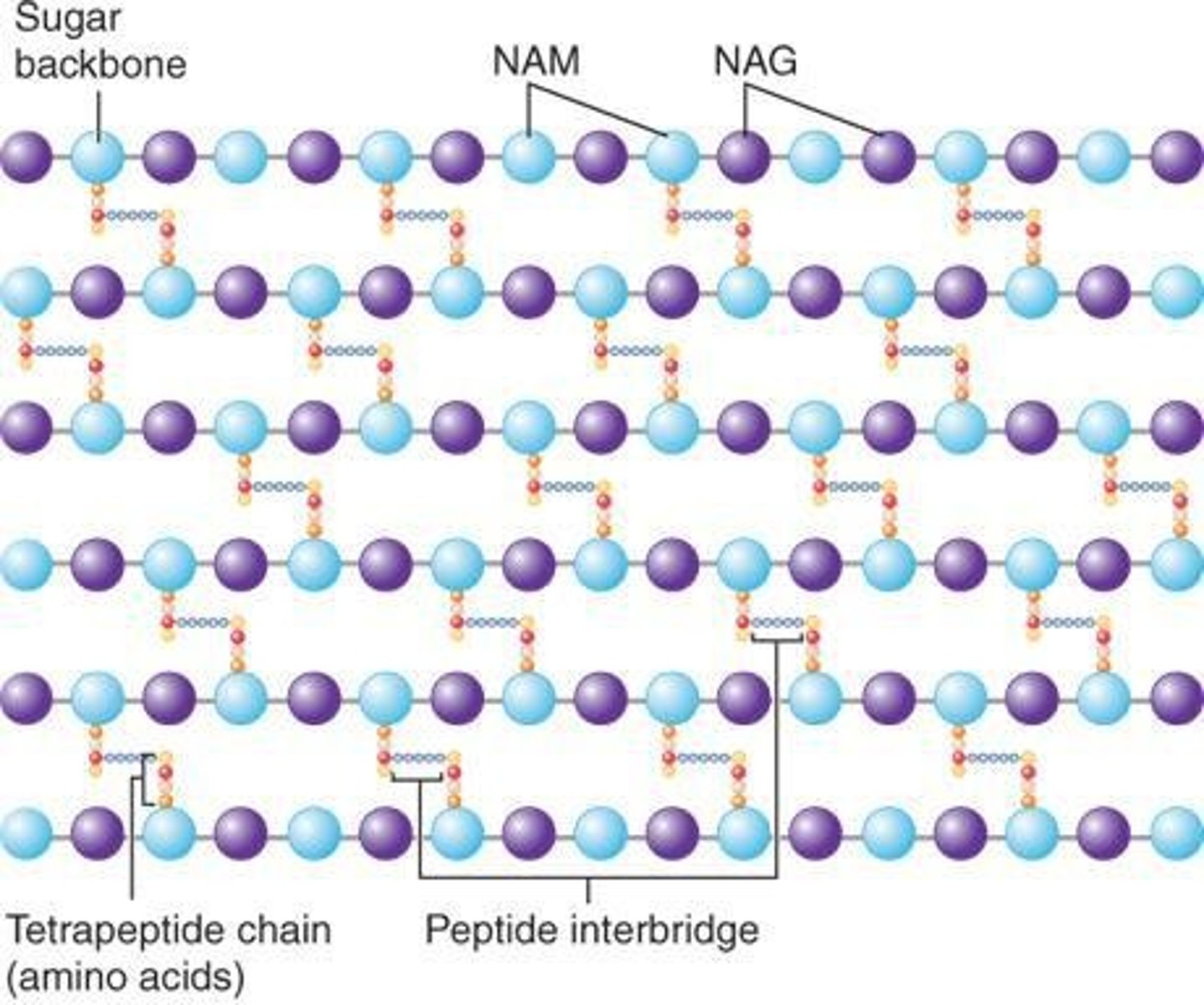 <p>Peptidoglycan consists of long sugar chains joined by peptide cross-links, forming a mesh-like exoskeleton.</p>