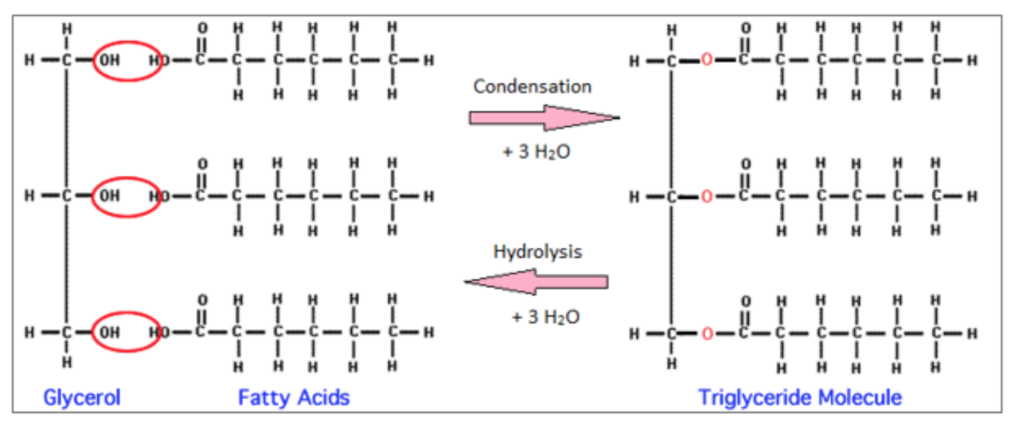 <ul><li><p>condensation of one molecule of glycerol and three molecules of fatty acid</p></li><li><p>ester bond and molecule of water formed (for every condensation reaction that occurs)</p></li></ul><p></p>