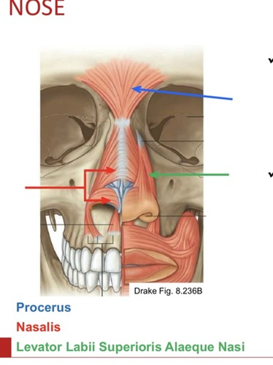 <p>nasalis, procerus</p>