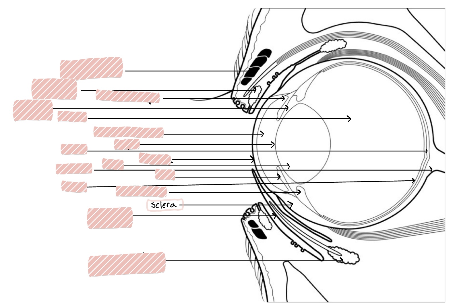 <p>White of eye</p>